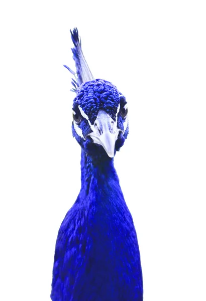 Krásná modrá hlava Páv — Stock fotografie