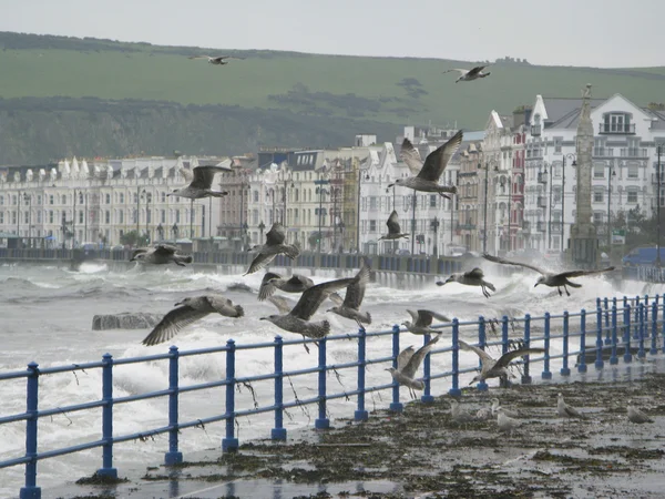 Seagulls and spray — Stock Photo, Image