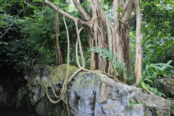 Árvore da selva tropical com raízes longas — Fotografia de Stock