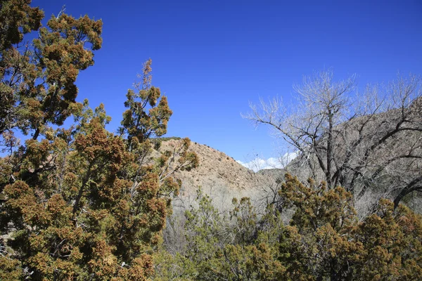 New Mexico high desert — Stock Photo, Image