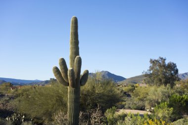 Dev saguaro kaktüsü