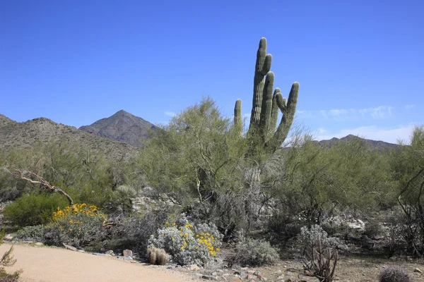 Dev saguaro kaktüsü