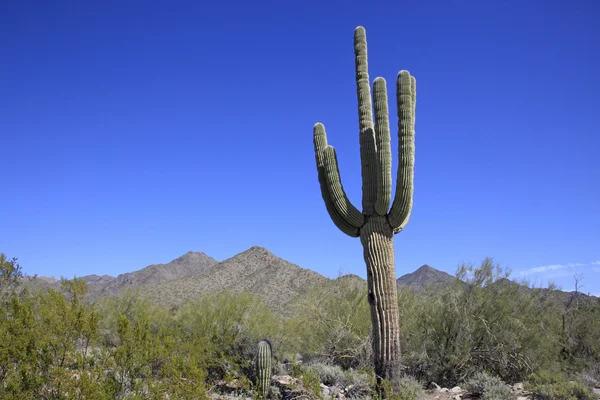 Arizona Çölü'nde dev Saguaro kaktüsü