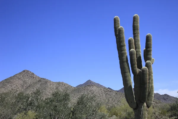 Dev saguaro kaktüsü