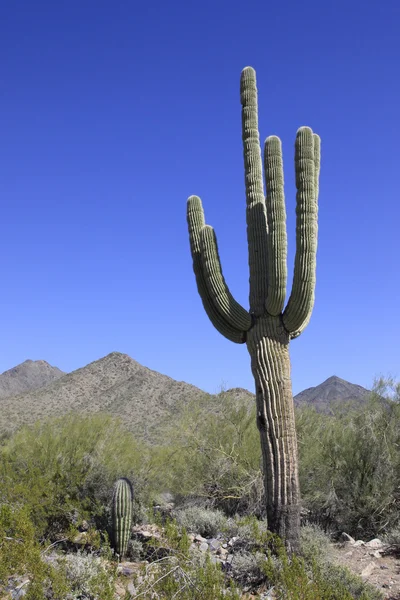 Cactus géant de Saguaro — Photo