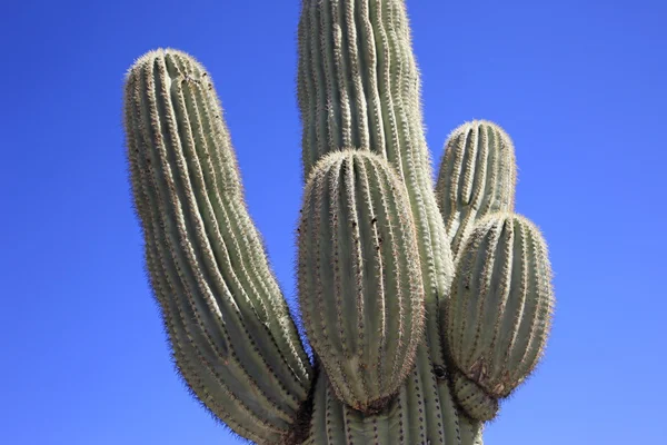 Riesensaguaro-Kaktus — Stockfoto