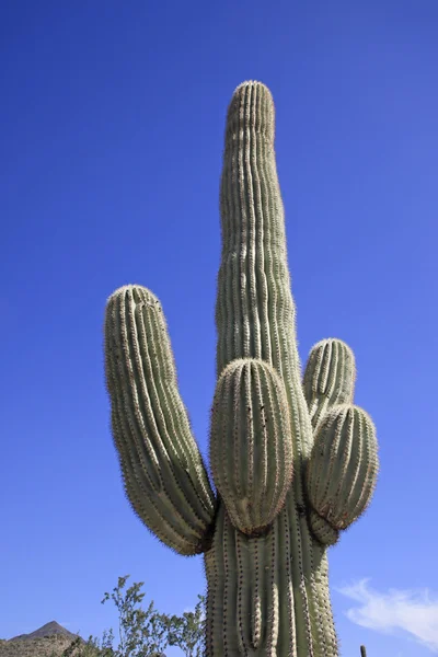 Dev saguaro kaktüsü