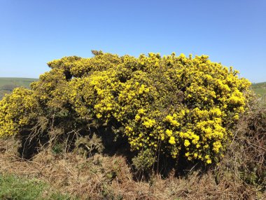 Gorse bushes on Exmoor clipart