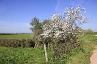 Çiçekli karaçalı çalılar