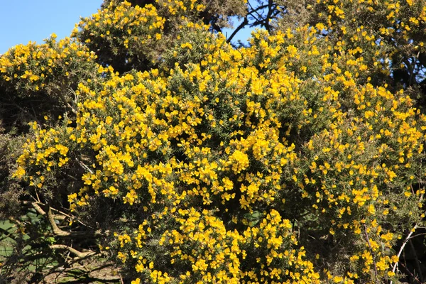 Gorse buskar — Stockfoto