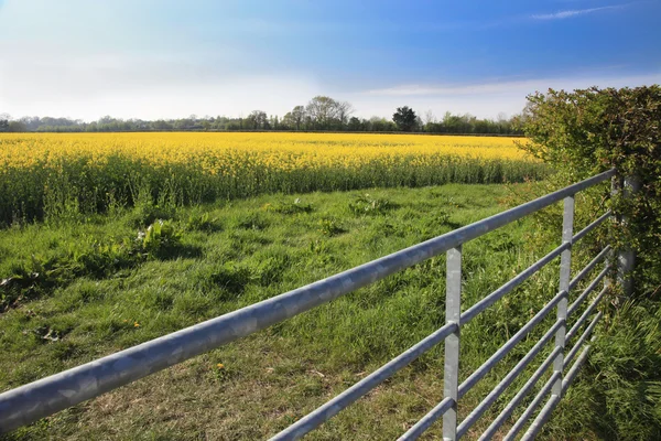 Campos de colza floridos — Fotografia de Stock