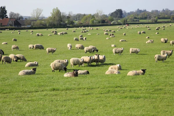 Pastoreio de ovinos na Inglaterra — Fotografia de Stock