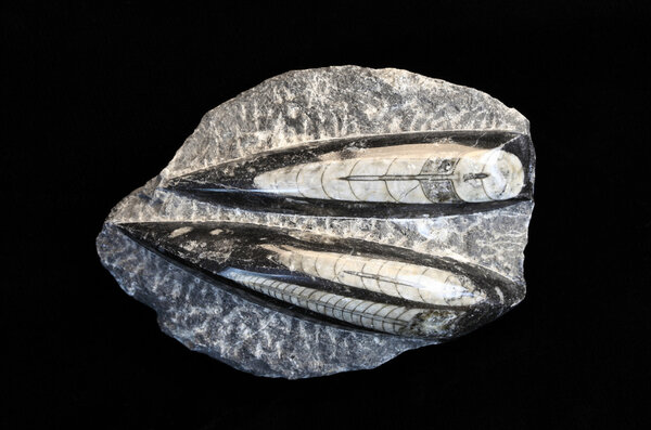 Окаменелые кальмары
