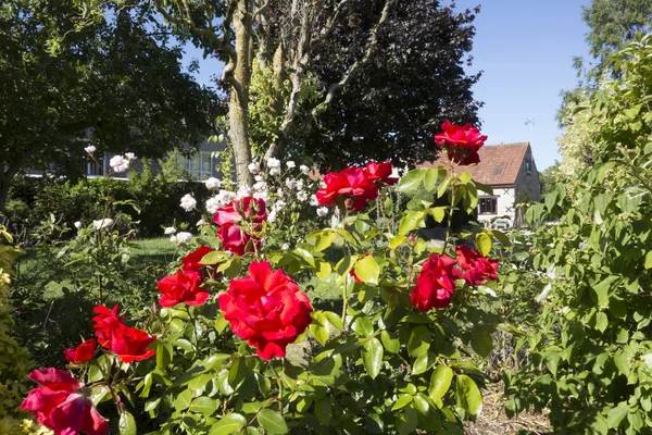 Rose rosse in un giardino di campagna inglese — Foto Stock