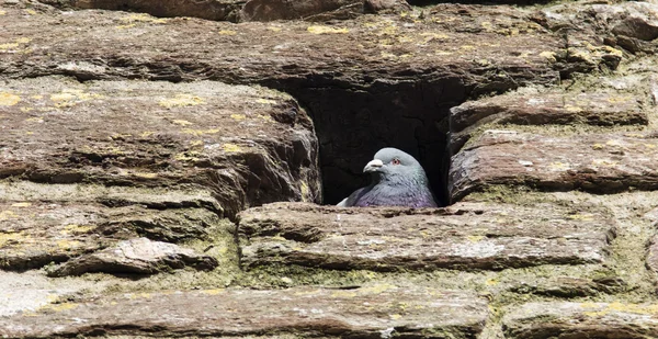 Pigeon in castle walls — Stock Photo, Image