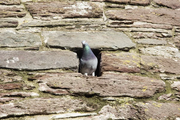 Pigeon in Castle walls — Stock Photo, Image