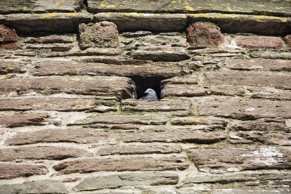 Pigeon in castle walls — Stock Photo, Image