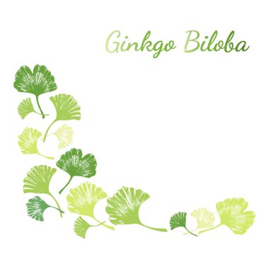 El yapımı yapraklar ve ginkgo biloba tohumları. Ginkgo biloba yaprakları hazır. Siyah ve beyaz vektör izole edilmiş gerçekçi nesneler. Botanik çizimler.