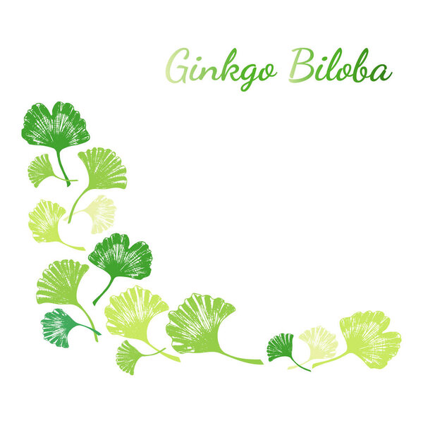 Набор рисованных вручную листьев и семян гинкго билоба. Набор листьев гинкго билоба. Вектор черно-белый изолированные реалистичные объекты. Ботанические иллюстрации.