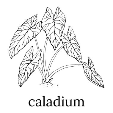 Kaladyum bitkisinin yaprakları. Doğal tasarım için elle çizilmiş zarif vektör çizimi. Elle çizilmiş büyük kaldyum yaprakları..