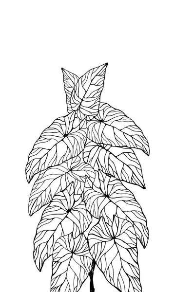 Caládium Növény Levelei Kézzel Rajzolt Elegancia Vektor Illusztráció Természetes Design — Stock Vector