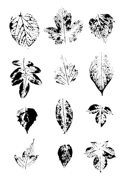 Набор Отпечатков Листьев Различных Деревьев Стильные Обои Черными Листьями Белом — стоковый вектор