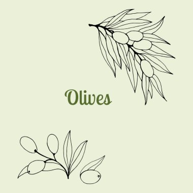 Vektör zeytin dalı çizimi. Zeytin dalı çizimleri. Poster, etiket, amblem, işaret, pankart tasarımı. Vektör illüstrasyonu.