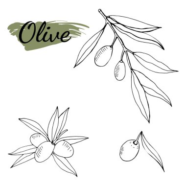 Vektör zeytin dalı çizimi. Zeytin dalı çizimleri. Poster, etiket, amblem, işaret, pankart tasarımı. Vektör illüstrasyonu.