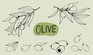 Vektör zeytin dalı çizimi. Zeytin dalı çizimleri. Poster, etiket, amblem, işaret, pankart tasarımı. Vektör illüstrasyonu.