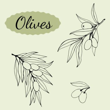Vektör zeytin dalı çizimi. Zeytin dalı çizimleri. Poster, etiket, amblem, işaret, pankart tasarımı. Vektör illüstrasyonu.