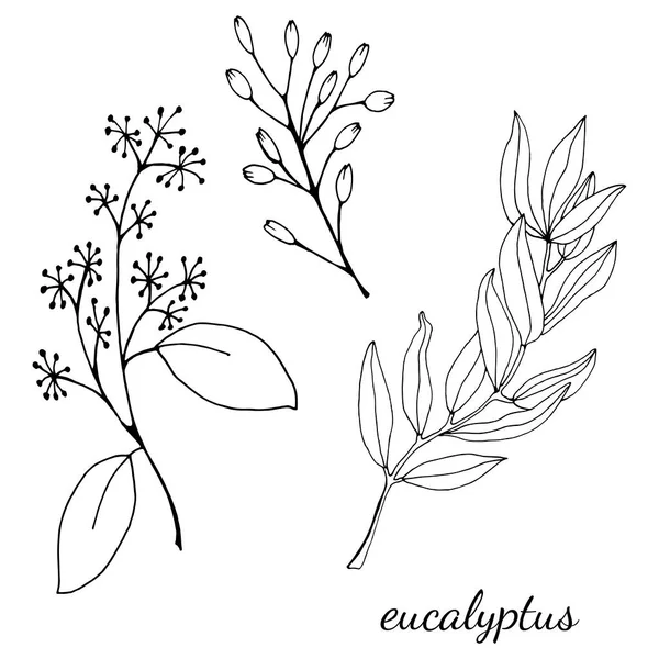 Conjunto Hojas Ramas Flores Eucalipto Rama Eucalipto Ilustración Botánica Dibujada — Archivo Imágenes Vectoriales