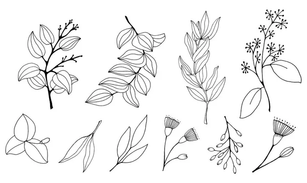 Set Bladeren Takken Bloemen Van Eucalyptus Eucalyptus Tak Hand Getekend — Stockvector