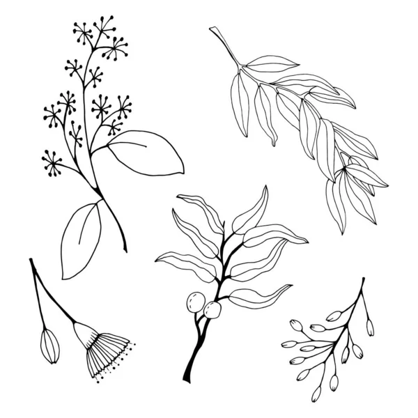 Yapraklar, dallar ve okaliptüs çiçekleri. Okaliptüs dalı botanik illüstrasyon çizdi. Beyaz arka planda okaliptüs yaprakları ve çiçekler. Vektör çizimi çizimi. 