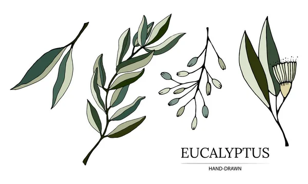 Yapraklar, dallar ve okaliptüs çiçekleri. Okaliptüs dalı botanik illüstrasyon çizdi. Beyaz arka planda okaliptüs yaprakları ve çiçekler. Vektör çizimi çizimi. 
