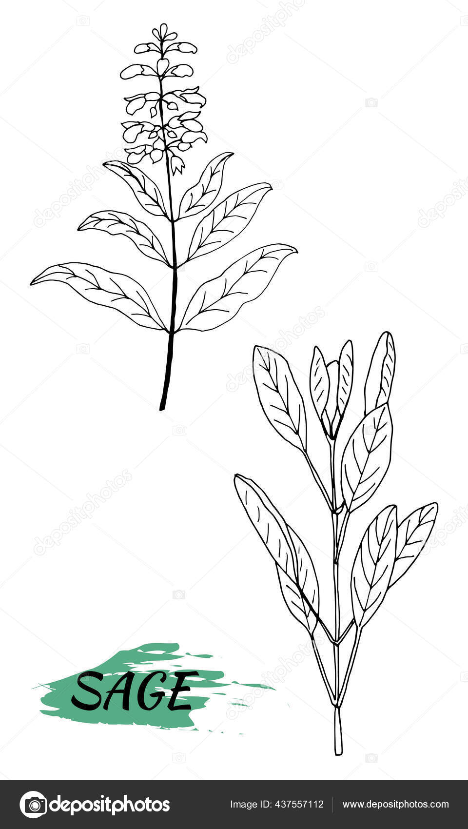 Vektor Gambar Bijak Bunga Medis Terisolasi Dan Daun