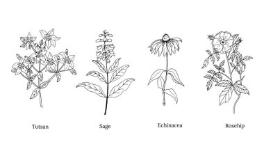 Şifalı otlar ve bitkiler. El yapımı çiçekler ve bitkiler. Botanik bitki çizimi. Antika şifalı bitkiler çizimi.. 
