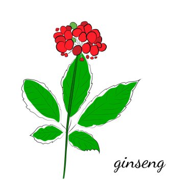 Yaprak ve ginseng kökü çiziyorum. Ginseng kökü ve böğürtlen vektör çizimi. Tıbbi bir bitkinin çizimi. Doğrusal grafik tasarımı. Siyah ve beyaz resim. 