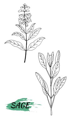 Adaçayının vektör çizimi. İzole tıbbi çiçek ve yapraklar. Bitki oymalı stil illüstrasyon. Botanik bitki çizimi.