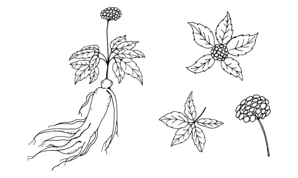 高麗人参の葉や根を描く 人参の根とベリーベクトルの描画 薬用植物のスケッチ 線形グラフィックデザイン 白黒の画像 — ストックベクタ