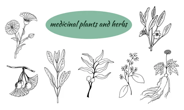 Een Set Geneeskrachtige Kruiden Planten Verzameling Van Met Hand Getrokken — Stockvector