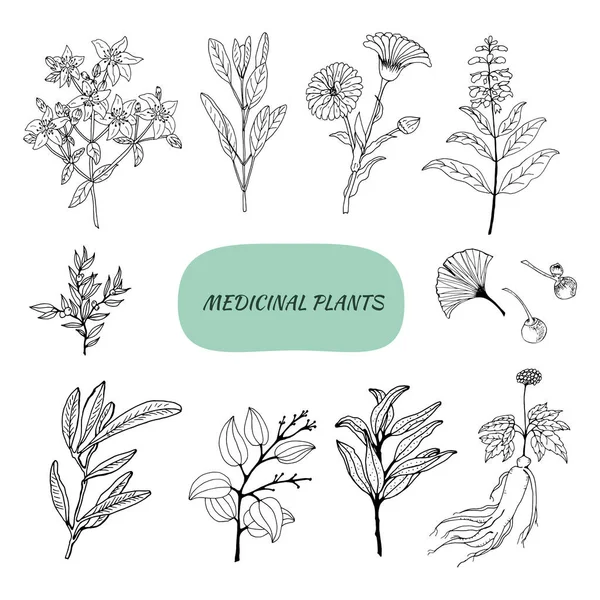Conjunto Hierbas Medicinales Plantas Colección Flores Hierbas Dibujadas Mano Ilustración — Archivo Imágenes Vectoriales