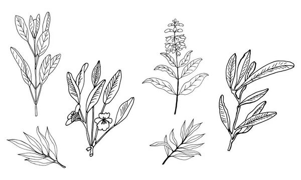 Conjunto Ervas Medicinais Plantas Coleção Flores Ervas Desenhadas Mão Ilustração — Vetor de Stock