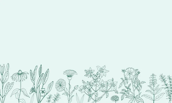 Sada Léčivých Bylin Rostlin Kolekce Ručně Kreslených Květin Bylin Botanická — Stockový vektor