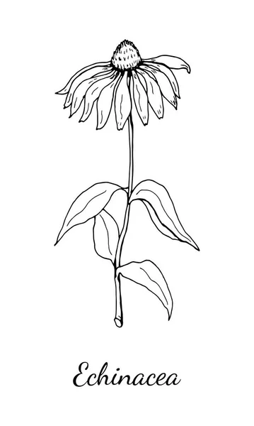Ekinezya vektör çizimi. İzole tıbbi çiçek ve yapraklar. Bitki oymalı stil illüstrasyon. Botanik bitki çizimi.