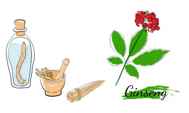 Yaprak ve ginseng kökü çiziyorum. Ginseng kökü ve böğürtlen vektör çizimi. Tıbbi bir bitkinin çizimi. Doğrusal grafik tasarımı. 