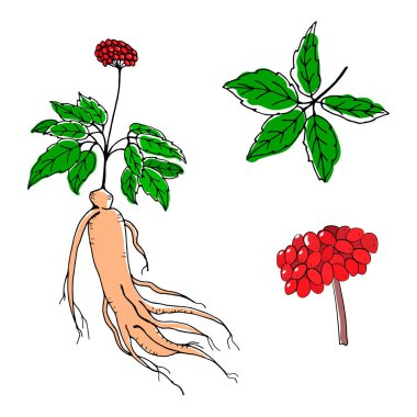Yaprak ve ginseng kökü çiziyorum. Ginseng kökü ve böğürtlen vektör çizimi. Tıbbi bir bitkinin çizimi. Doğrusal grafik tasarımı. 