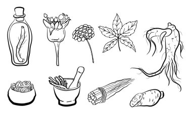 Yaprak ve ginseng kökü çiziyorum. Ginseng kökü ve böğürtlen vektör çizimi. Tıbbi bir bitkinin çizimi. Doğrusal grafik tasarımı. 