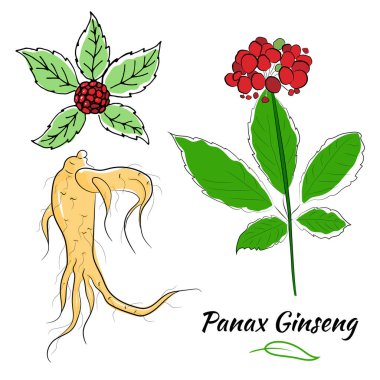 Yaprak ve ginseng kökü çiziyorum. Ginseng kökü ve böğürtlen vektör çizimi. Tıbbi bir bitkinin çizimi. Doğrusal grafik tasarımı. 
