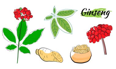 Yaprak ve ginseng kökü çiziyorum. Ginseng kökü ve böğürtlen vektör çizimi. Tıbbi bir bitkinin çizimi. Doğrusal grafik tasarımı. 
