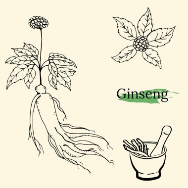 Yaprak ve ginseng kökü çiziyorum. Ginseng kökü ve böğürtlen vektör çizimi. Tıbbi bir bitkinin çizimi. Doğrusal grafik tasarımı. 